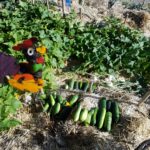 rooster_cukes_coming_up_rainbows