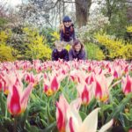 tulips_with_my_loves_coming_up_rainbows
