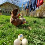 chickens_clothesline_dryer_balls_coming_up_rainbows