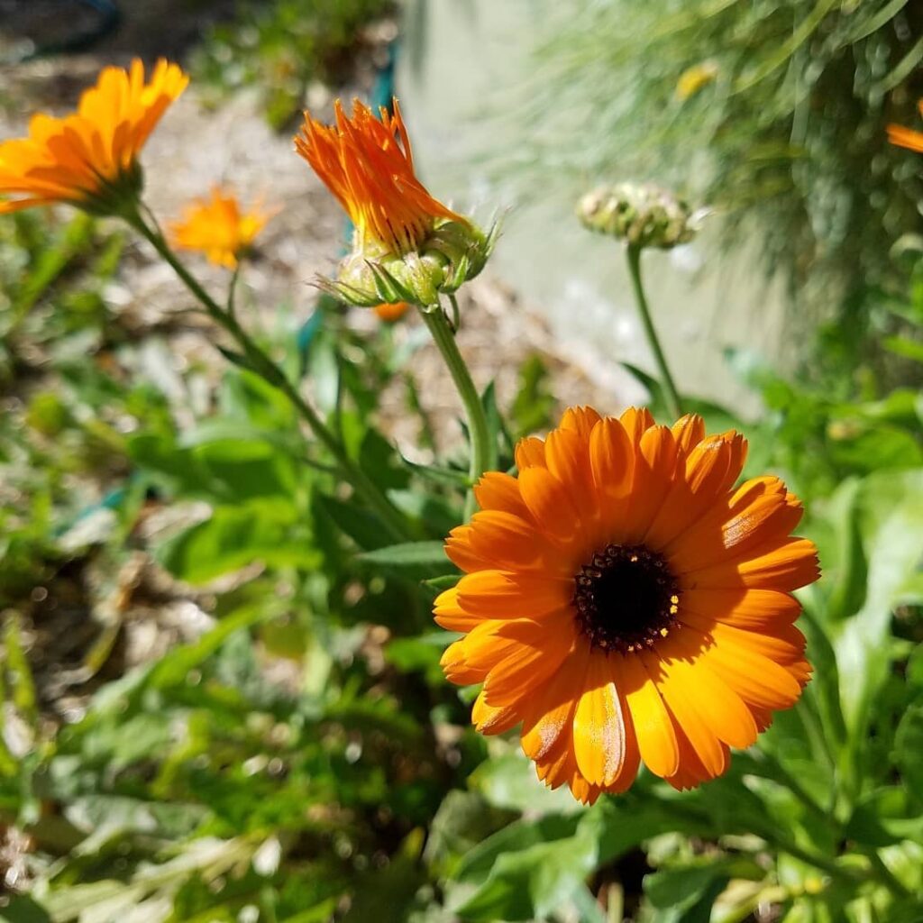 Happy Bright Orange Calendula