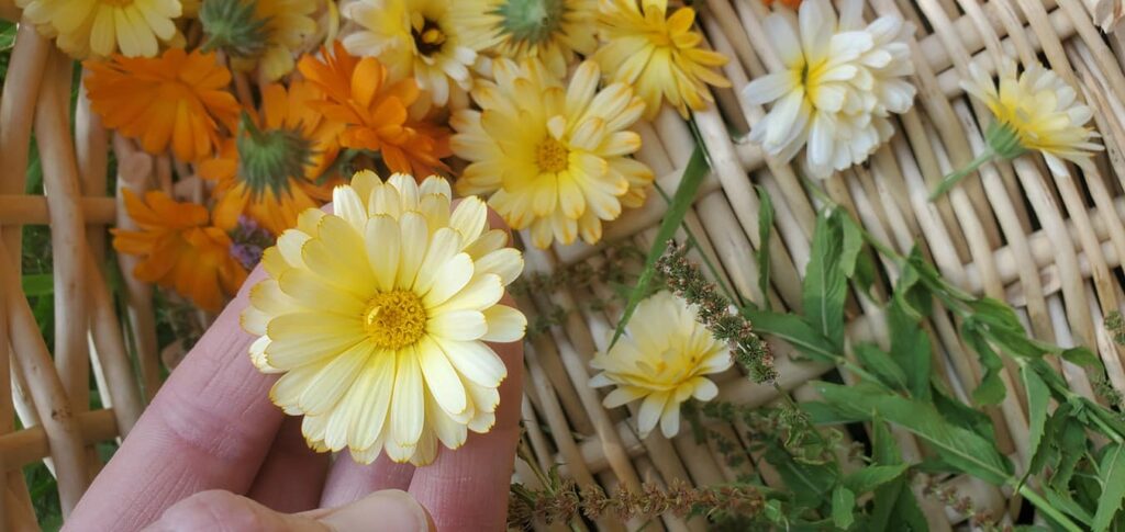 Yarden Harvest Calendula