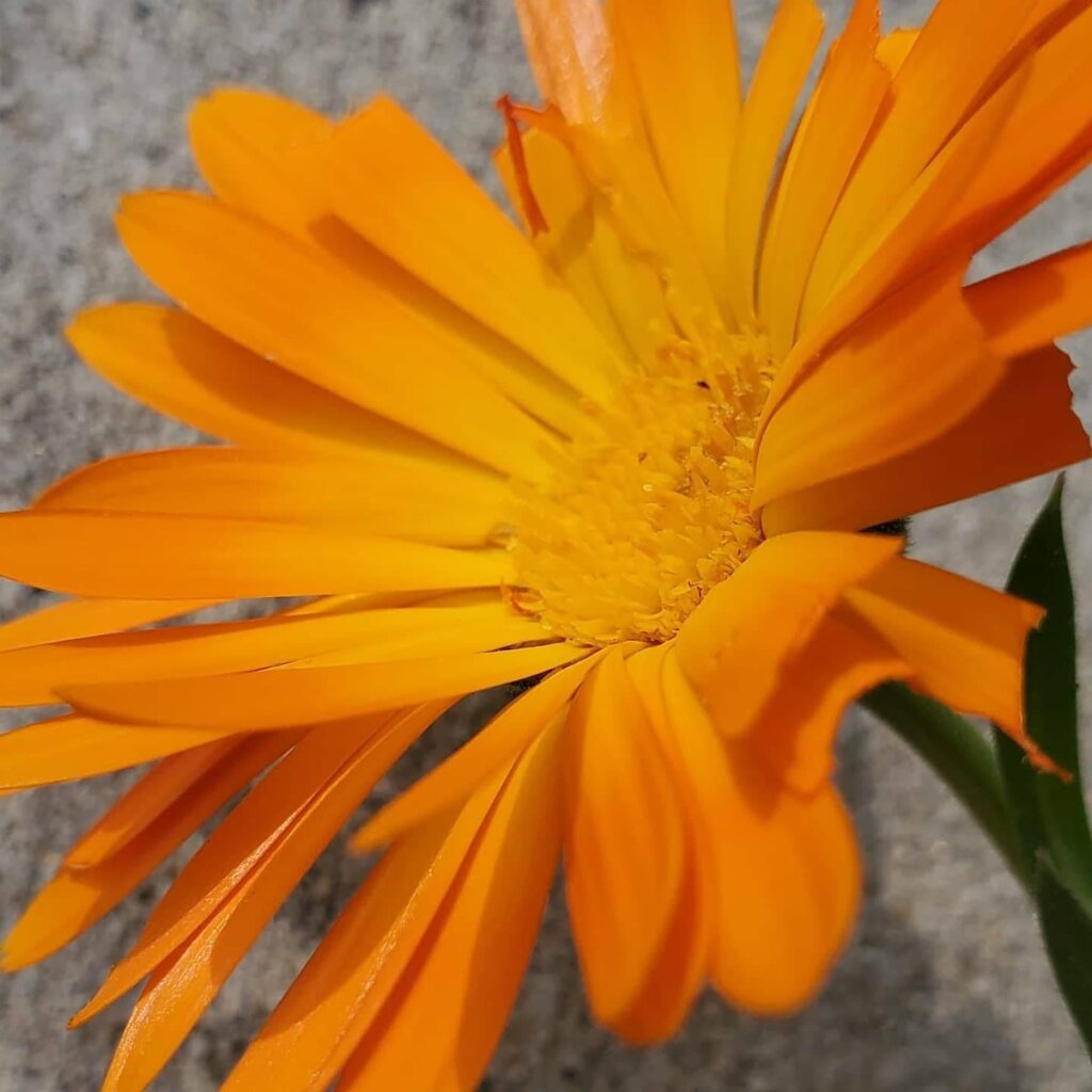 Calendula Officinalis Coming Up Rainbows