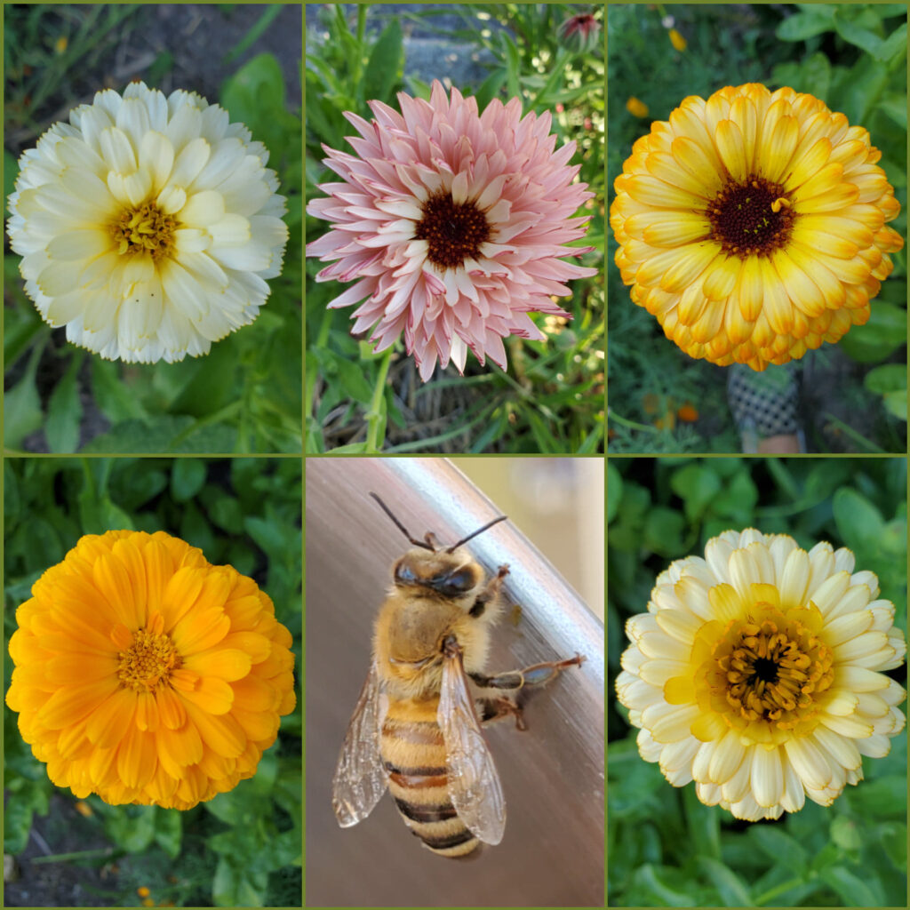 Calendula Rainbow and Honeybee Coming Up Rainbows