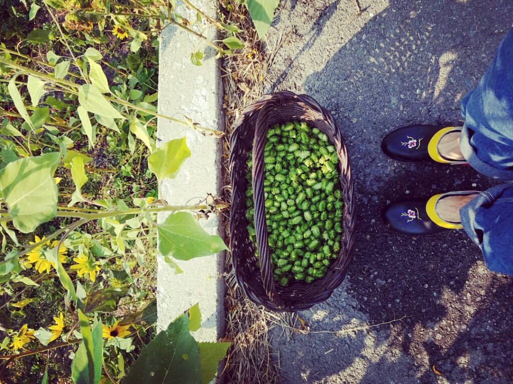 Basket of Hops