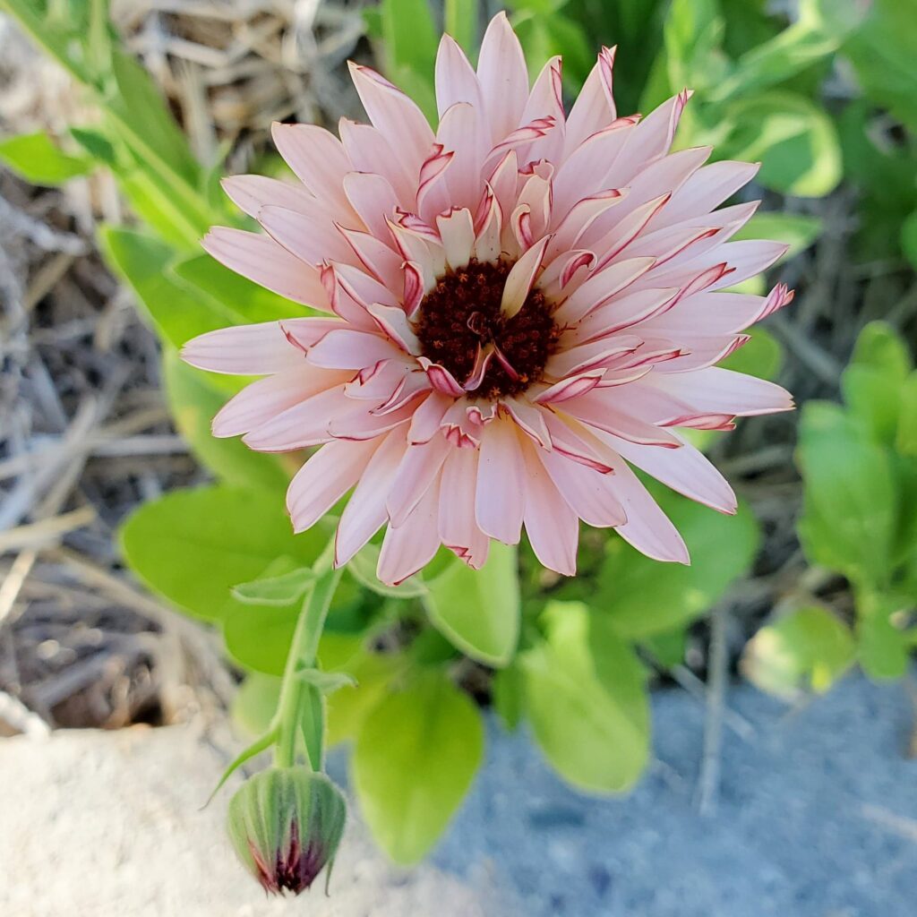 Pink Calendula Coming Up Rainbows