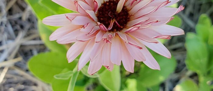 Pink Calendula Coming Up Rainbows