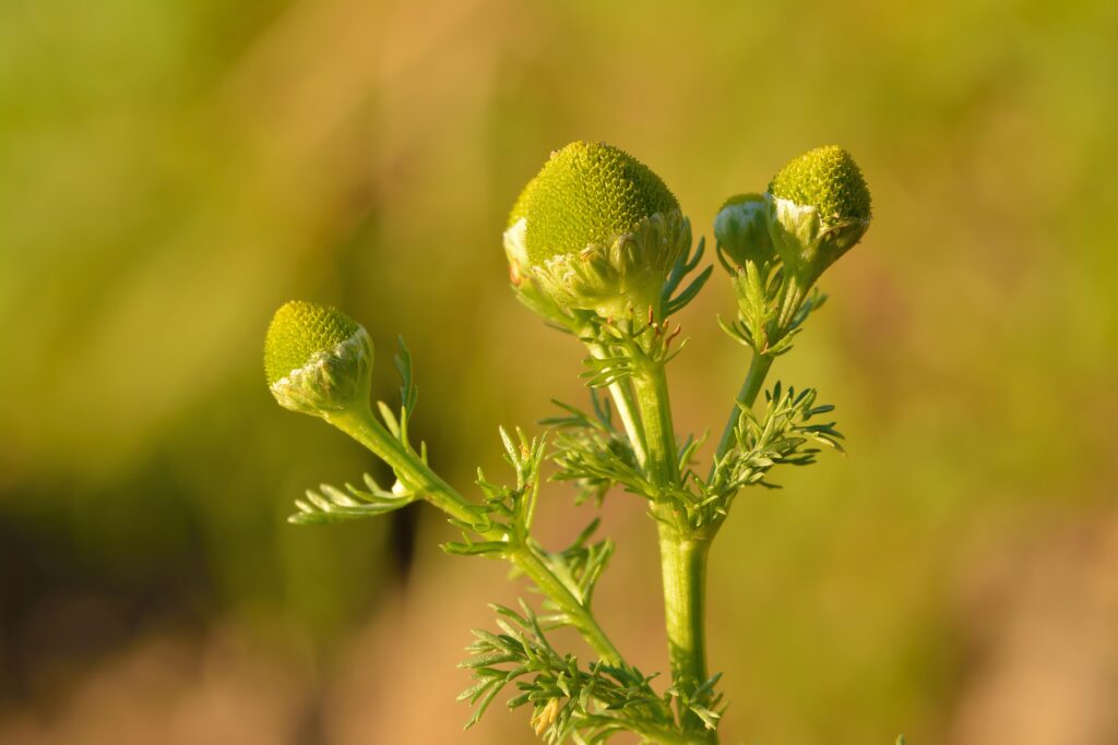 Pineapple Weed