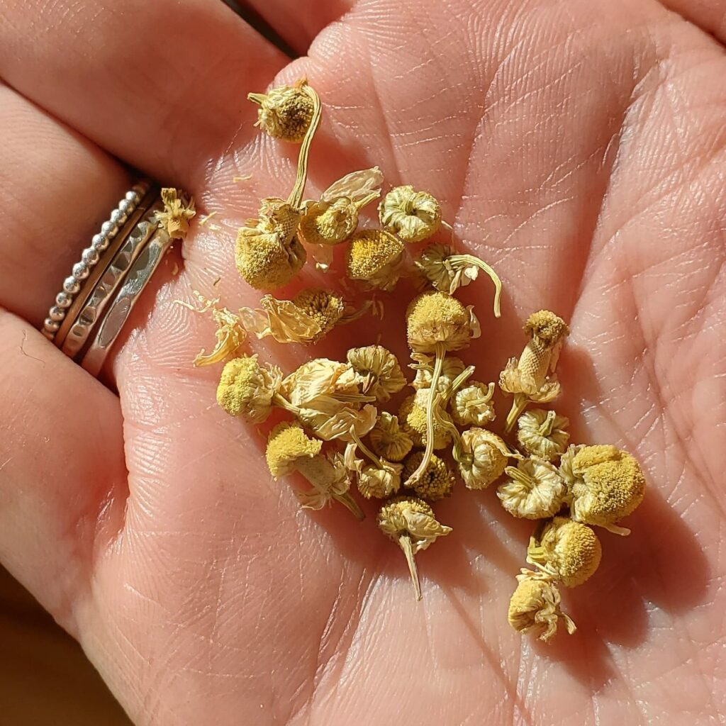 Chamomile Dried