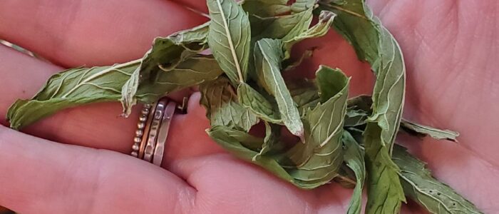 Dried Mint Leaves