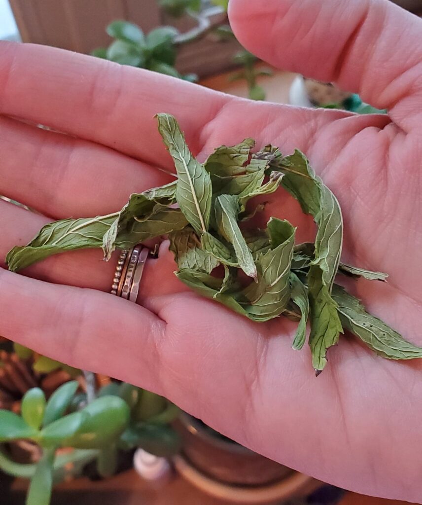 Dried Mint Leaves