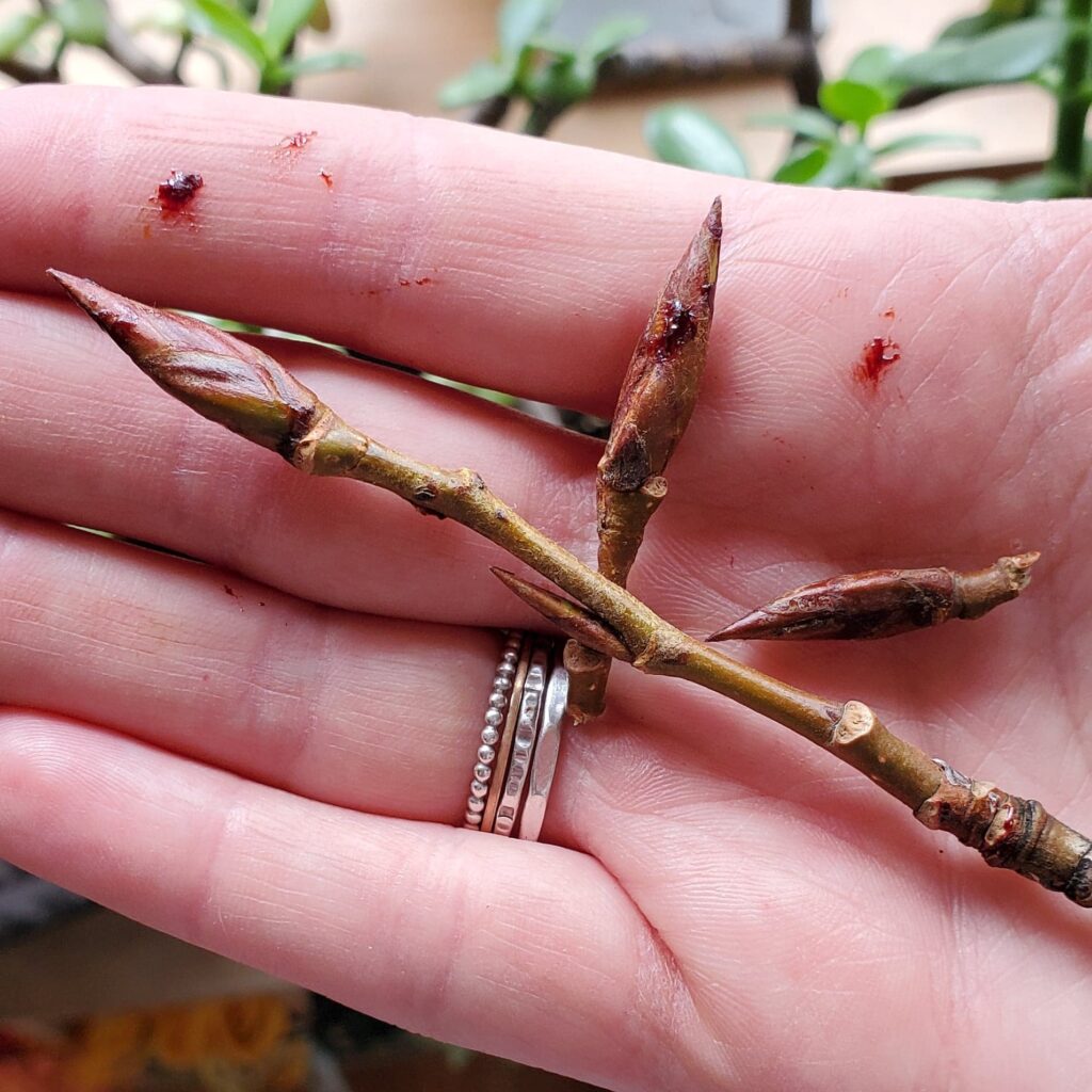 Poplar Resin Coming Up Rainbows