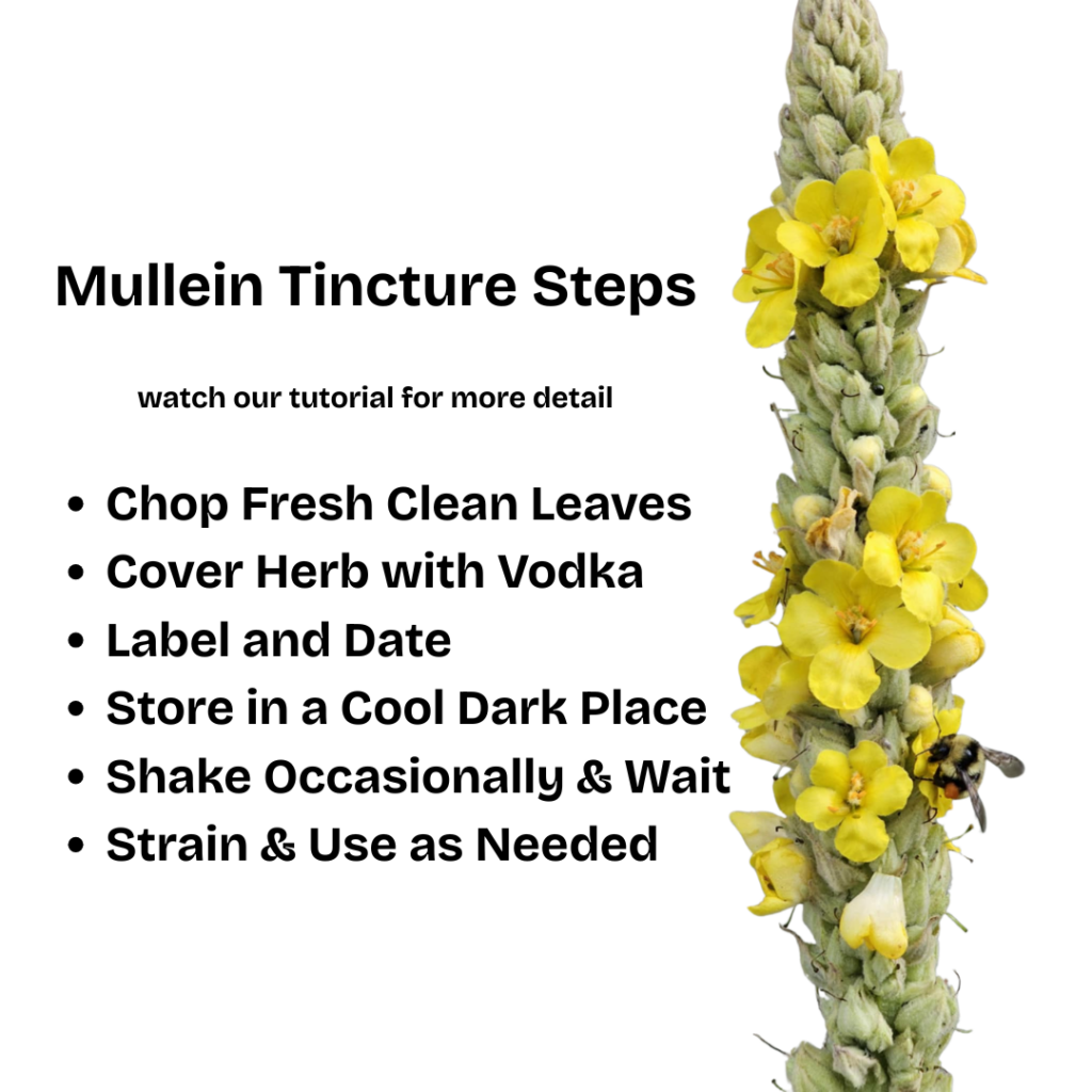 Mullein Tincture Steps