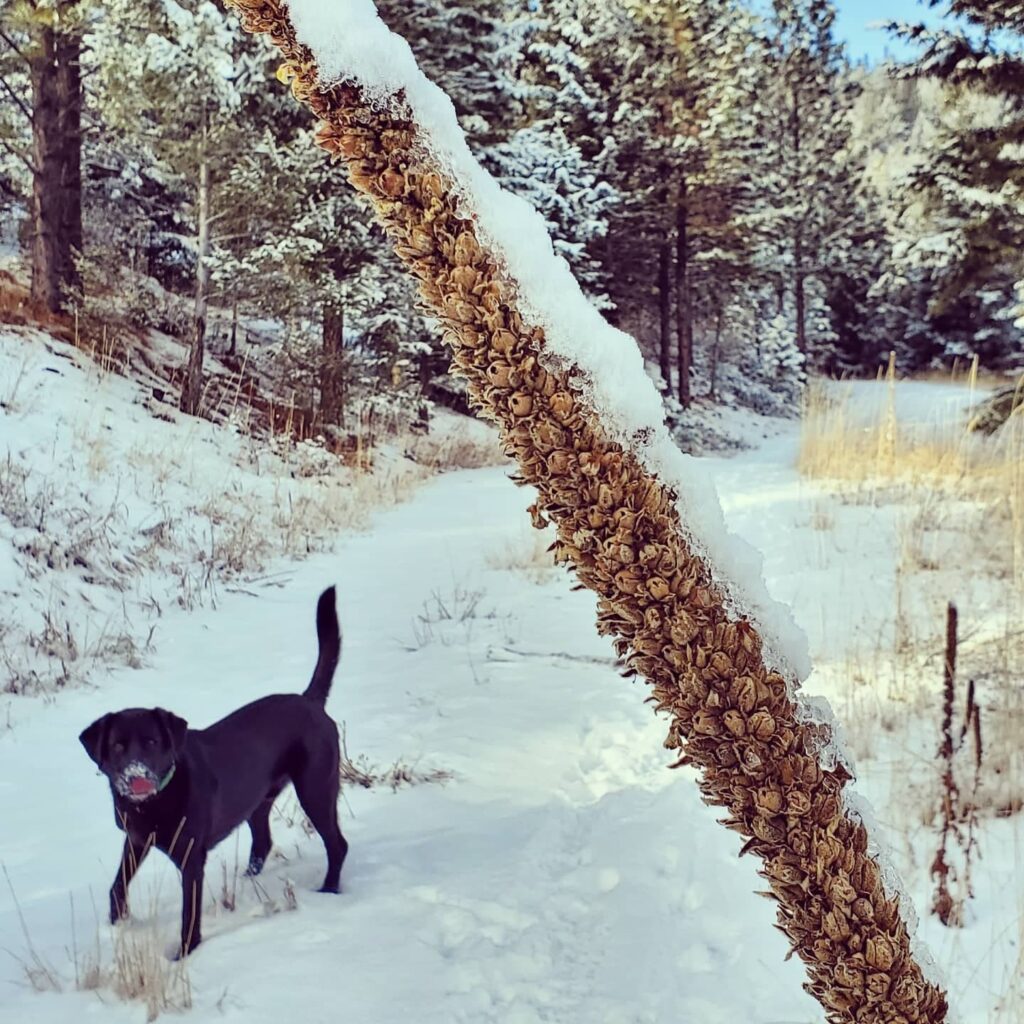 Balloon and Mullein