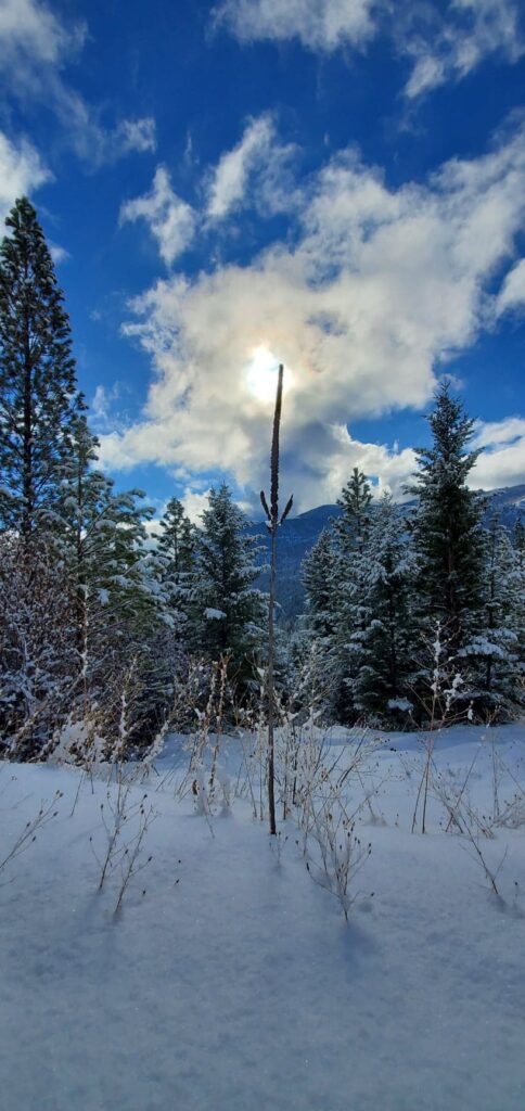 Mullein in the Snow and Sun