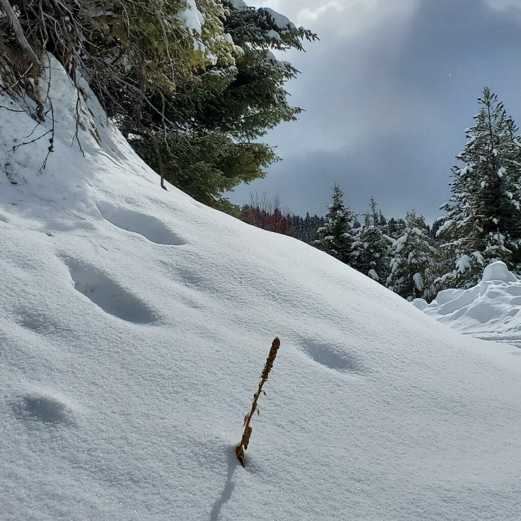 Mullein in the snow