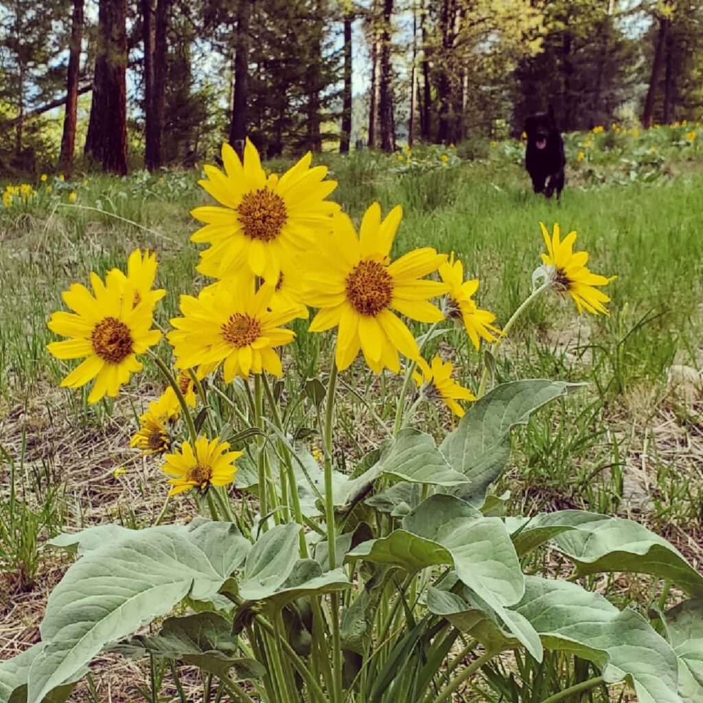 Arrowleaf Balsamroot and Happy Dog