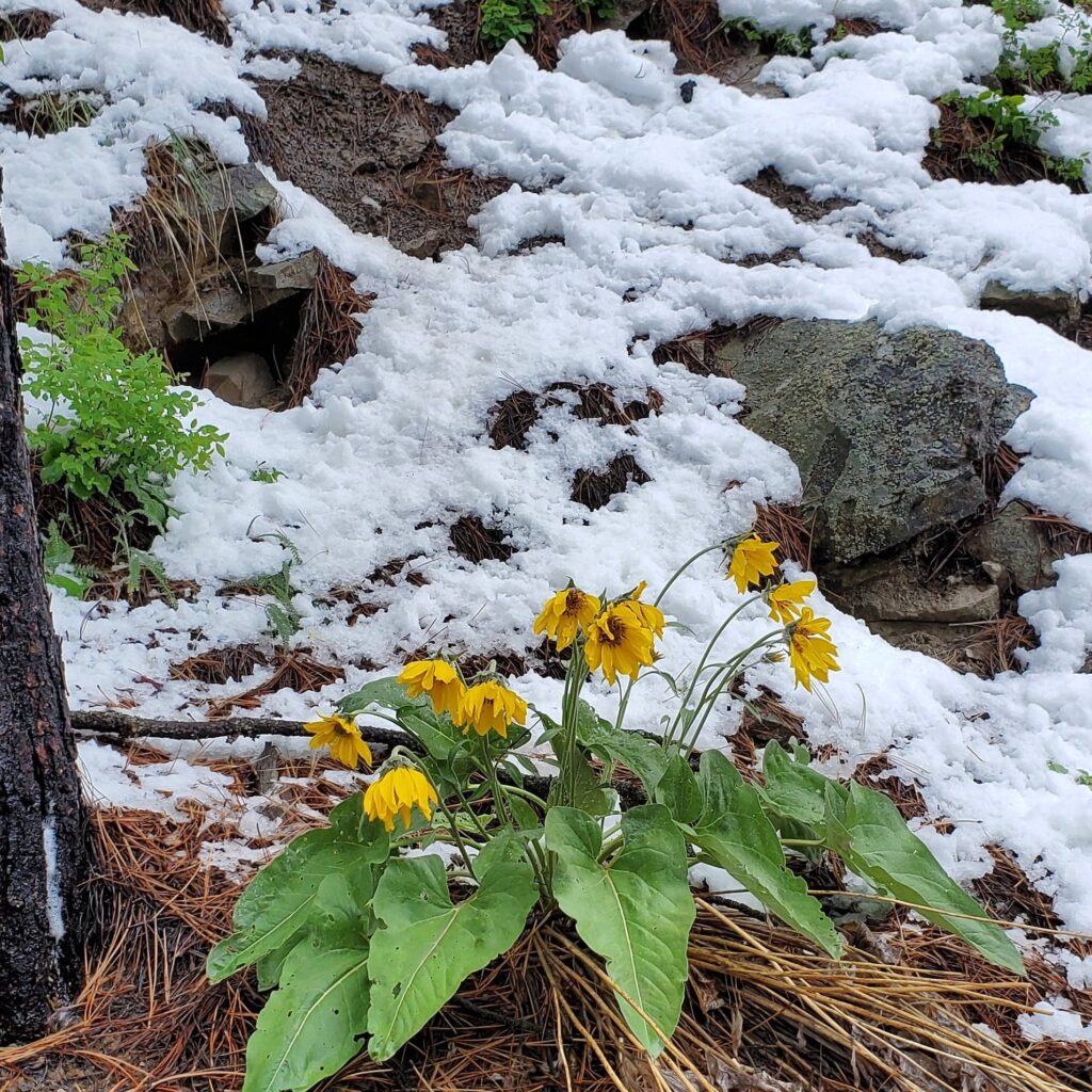 Arrowleaf Balsamroot in Montana Snow