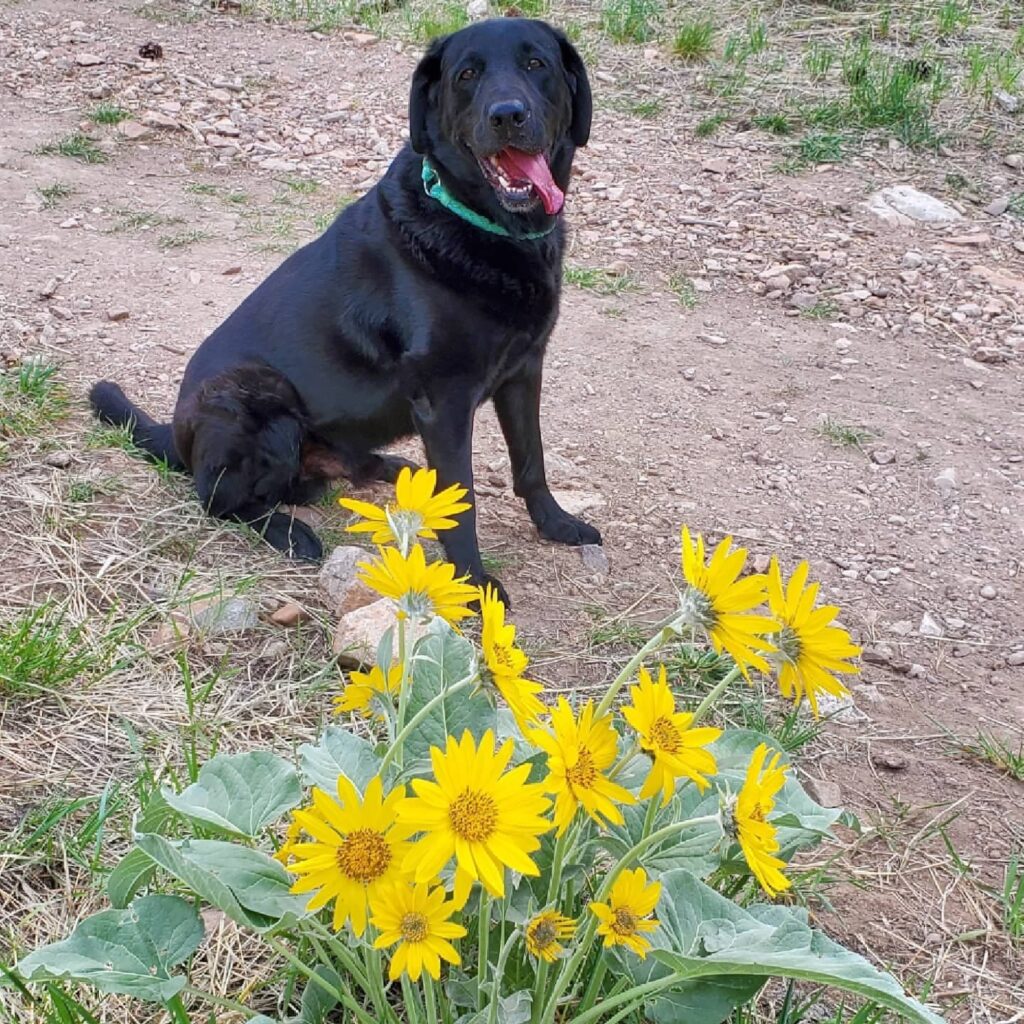 Arrowleaf Balsamroot and Balloon