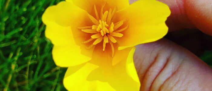 California Poppy