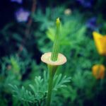 poppy_remains_coming_up_rainbows