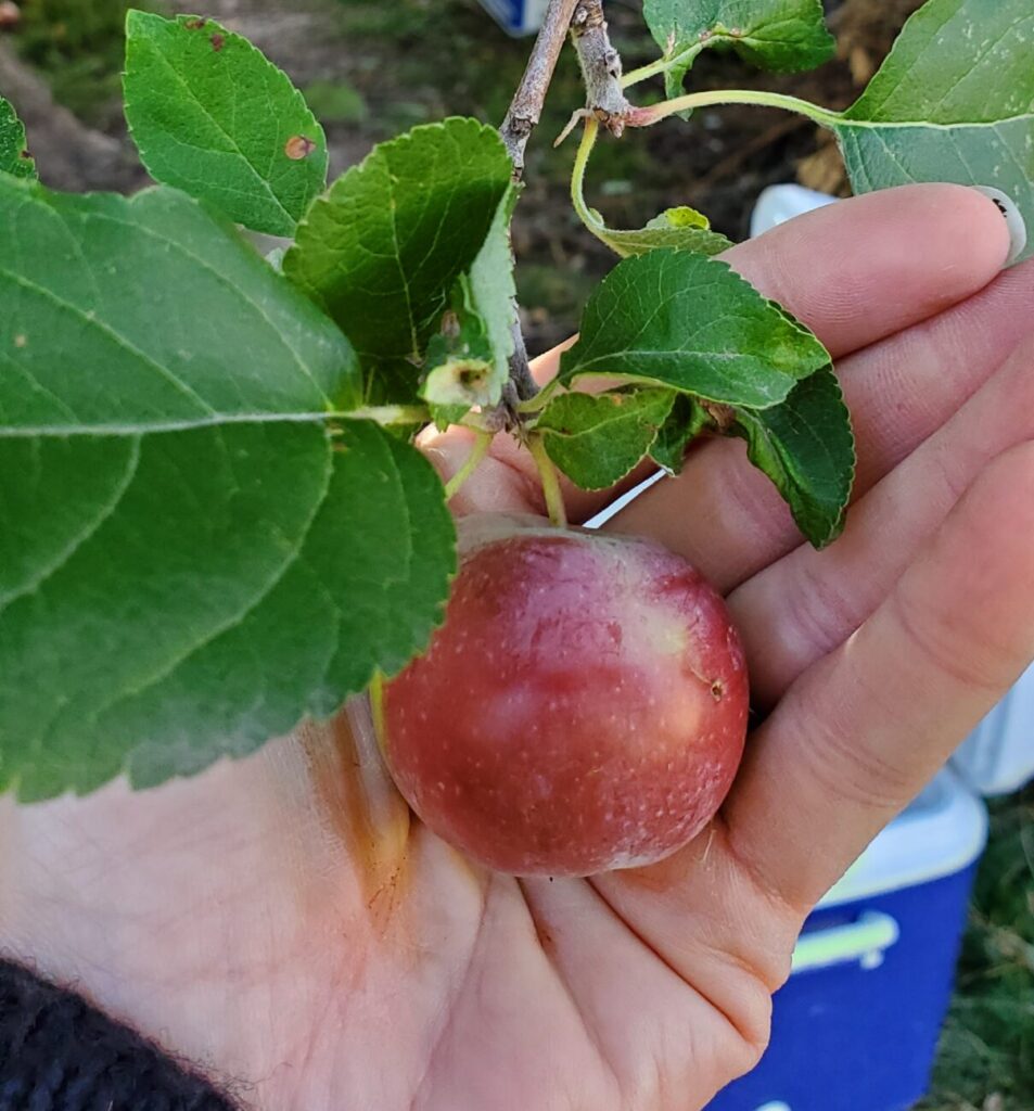 Teeny Apple