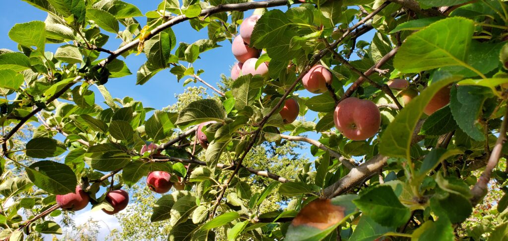 Apple Tree Branch Coming Up Rainbows