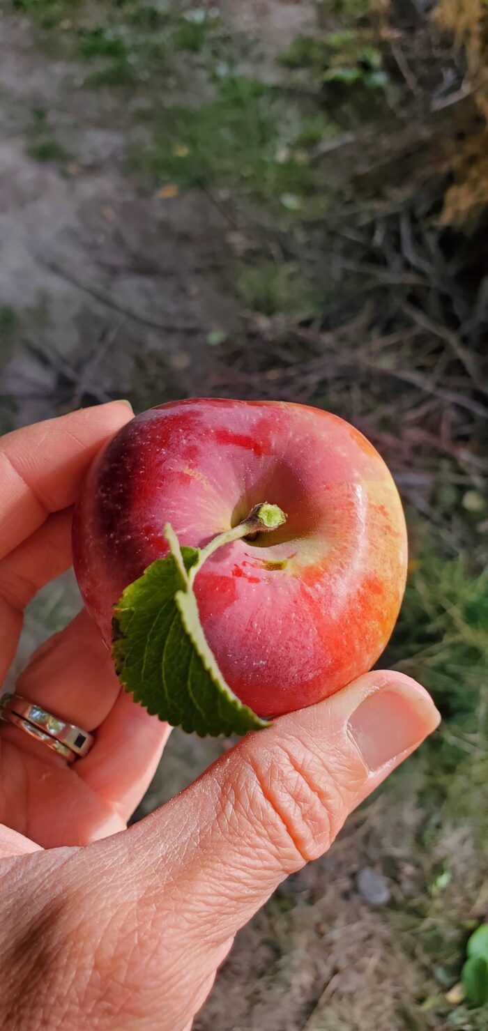 The Perfect Apple Coming Up Rainbows