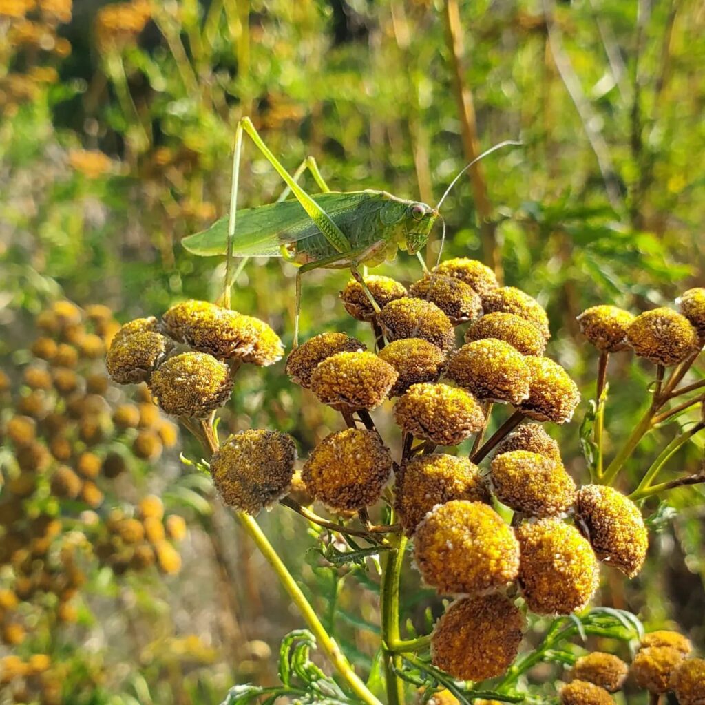 Camo Tansy Grass Hopper