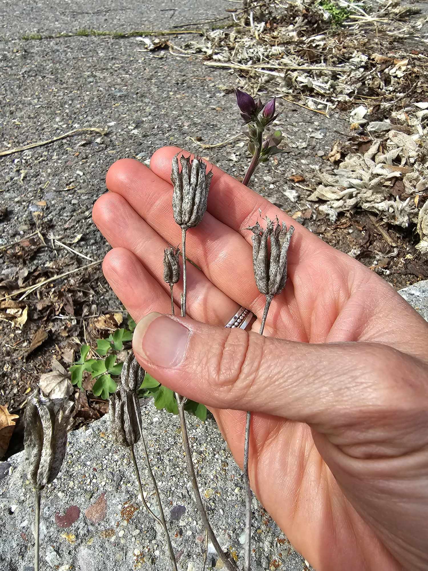 columbine_seed_pod