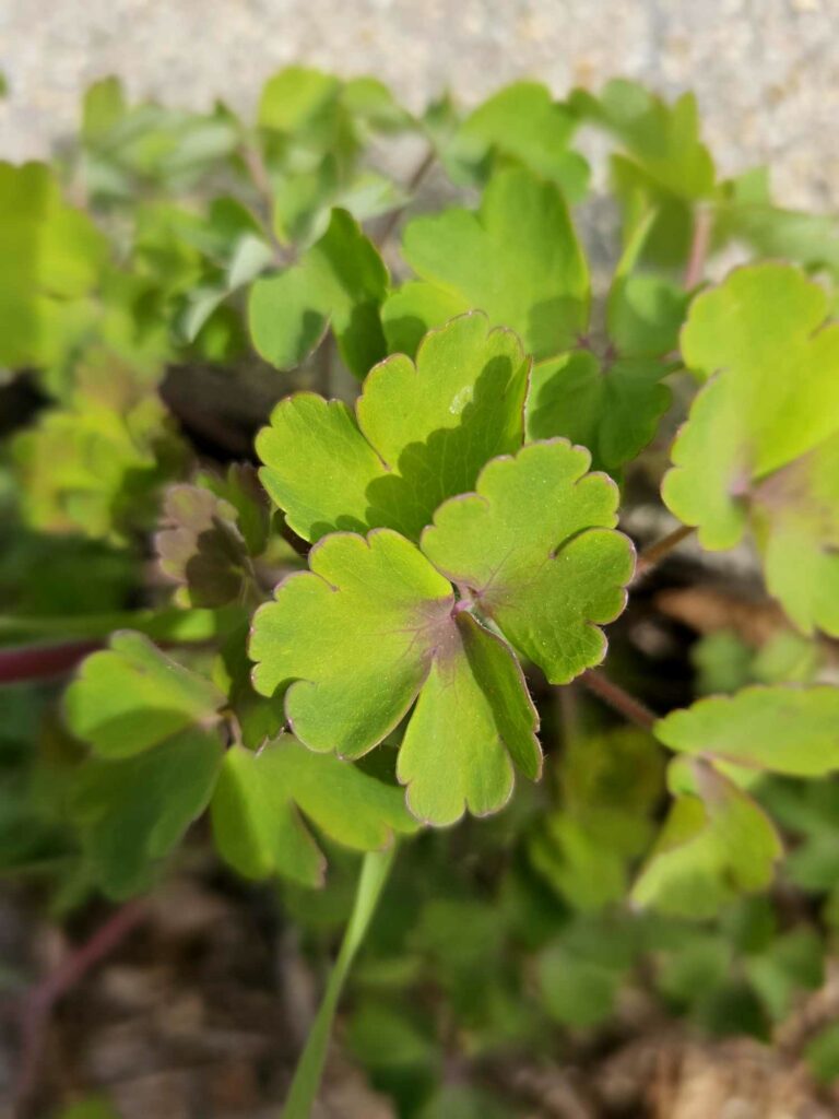 leaves of columbine