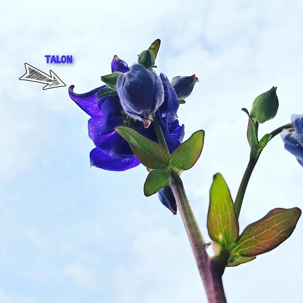 Pointy Part of Columbine Flower