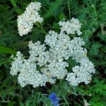 yarrow_bachelorbuttons_coming_up_rainbows