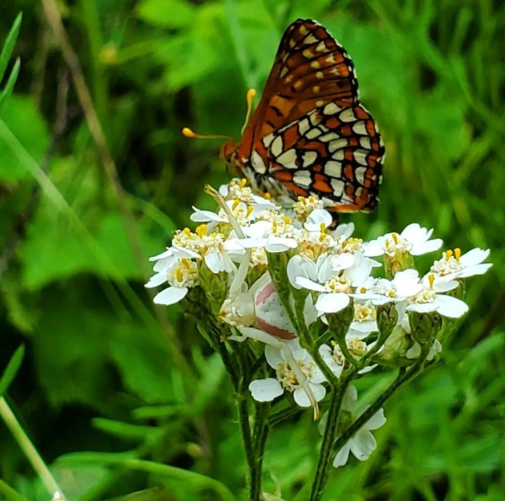 yarrow with a butterfly and hiding spider