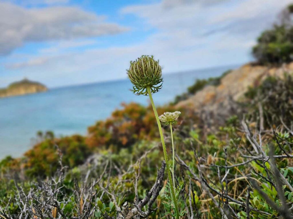 Queen Anne's Lace