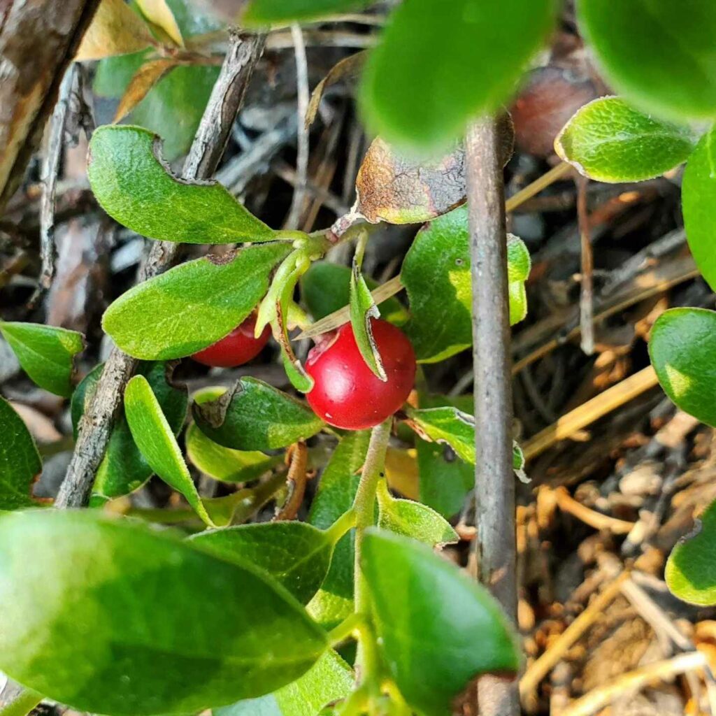 Bearberry