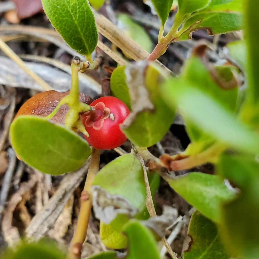 bearberry the tiny apple