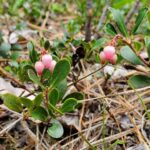 bearberry_flowers_coming_up_rainbows