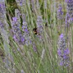 lavender_bee_coming_up_rainbows