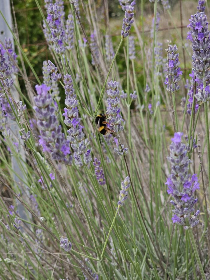 Bumble Bee on Lavender in Sardinia.