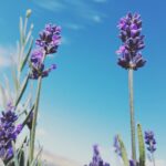 Lavender_Coming_Up_rainbows_blue_sky
