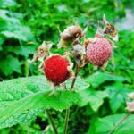 ripe_thimbleberry_coming_up_rainbows