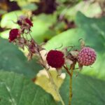 thimbleberry_1_coming_up_rainbows