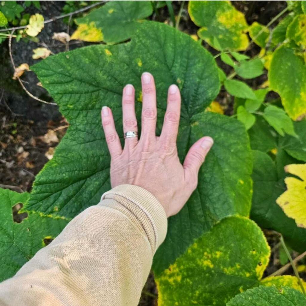 giant thimbleberry leaf with a hand for comparison