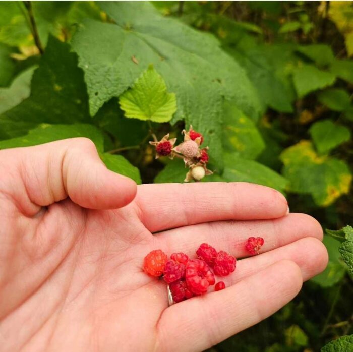 raspberries in hand and thimbleberries on the plant