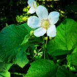 thimbleberry_flower_coming_up_rainbows