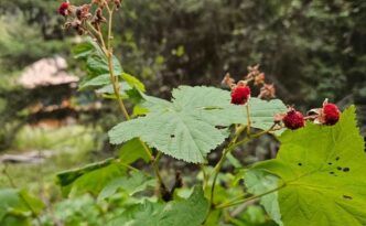 thimbleberry and the yurt