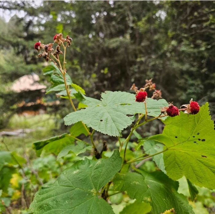 thimbleberry and the yurt