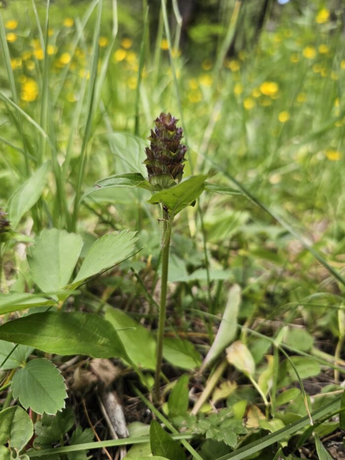 big tall standy self-heal