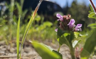 Prunella vulgaris