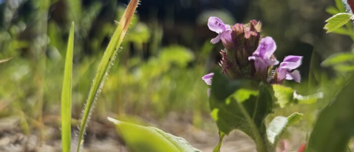 Prunella vulgaris